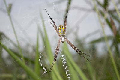 Close-up of spider on plant