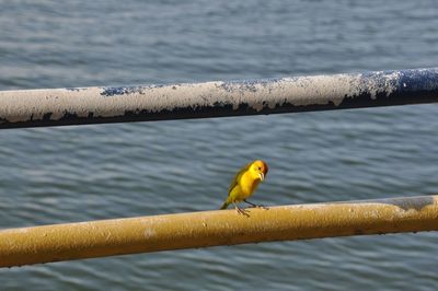 Bird perching on a railing