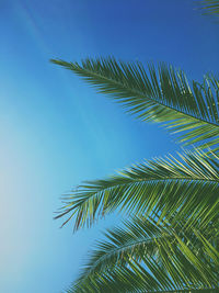 Low angle view of palm tree against clear sky