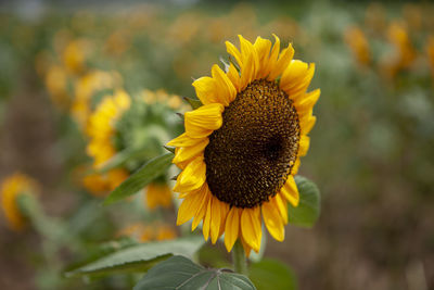 Close-up of sunflower