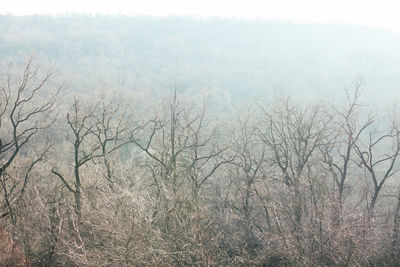 View of bare trees in foggy weather