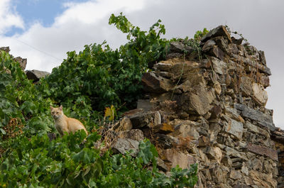 Low angle view of trees against sky