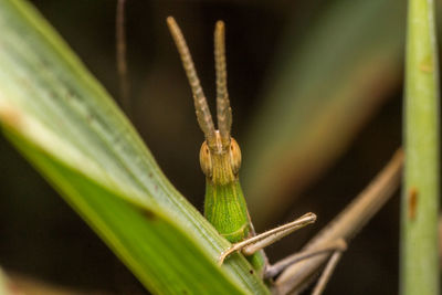 Close-up of insect on plant