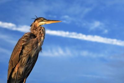 Great blue heron waiting for a free meal from the fishermen