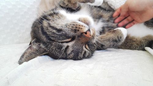 Cropped image of hand with cat
