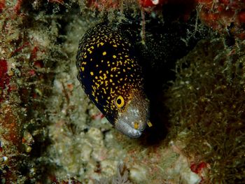 Close-up of fish swimming in sea