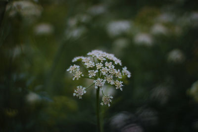 Close-up of white flowering plant