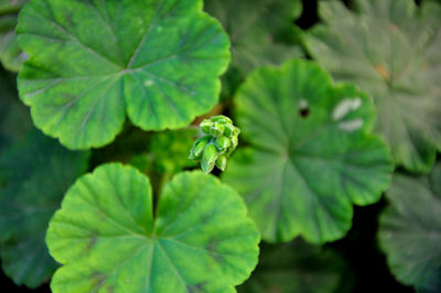 Close-up of green leaves on plant