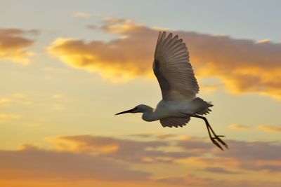 Low angle view of bird flying in sky