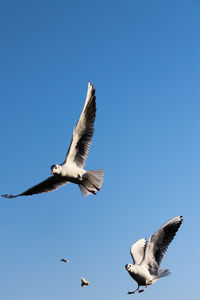 Low angle view of seagulls flying