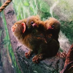 Close-up of monkey sitting on rock