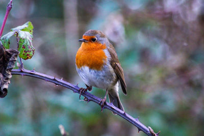 Close-up of robin perching on branch