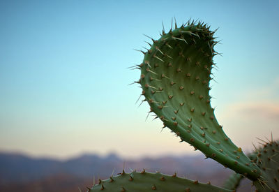 Close-up of prickly pear cactus