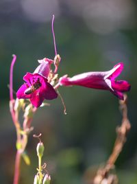 Close-up of pink flower