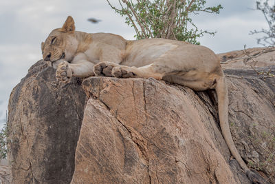 A lion relaxing on rock