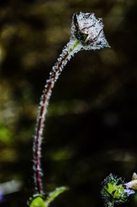 Close-up of caterpillar on plant