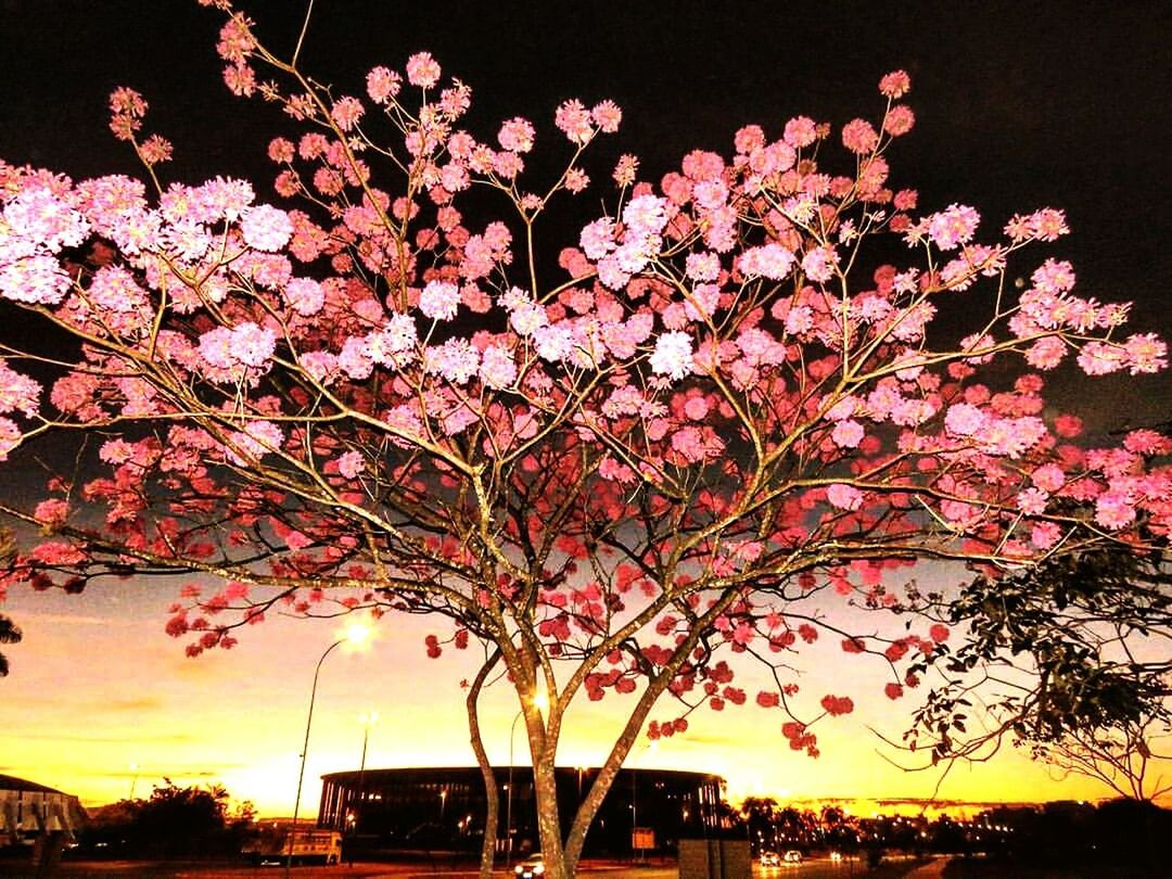 tree, branch, growth, beauty in nature, nature, flower, sky, sunset, scenics, tranquility, sunlight, low angle view, tranquil scene, pink color, outdoors, park - man made space, silhouette, sun, clear sky, idyllic