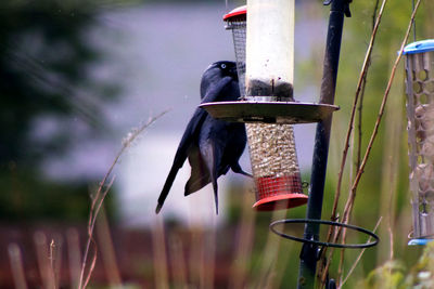 Side view of bird perching on feeder