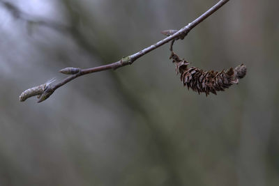 Close-up of dead plant on branch