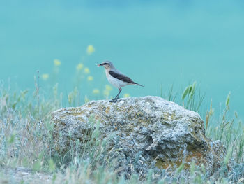 Bird perching on rock