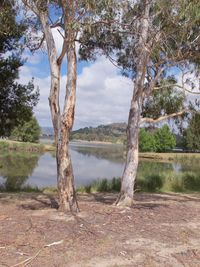 Tree by lake against sky