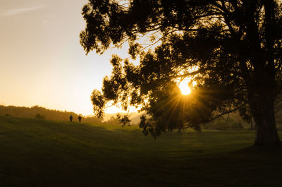 Trees on field against sky during sunset