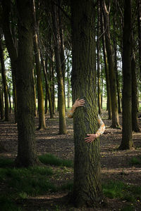 Person amidst trees in forest