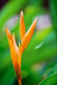 Close-up of orange flower