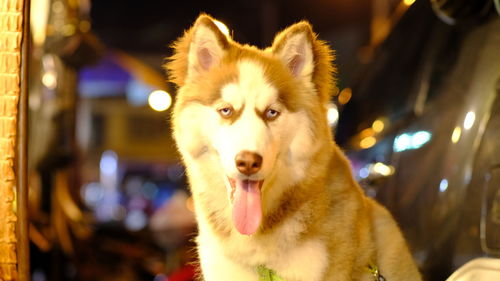 Close-up portrait of a dog