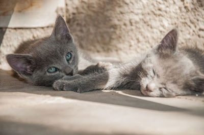 Portrait of cat lying down