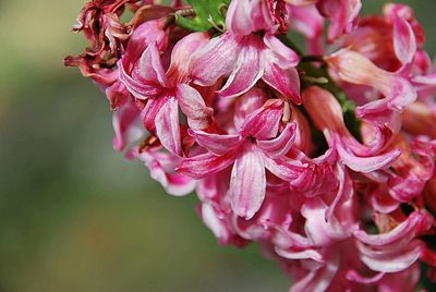 Close-up of pink flowering plant