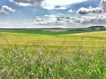 Scenic view of agricultural field against sky