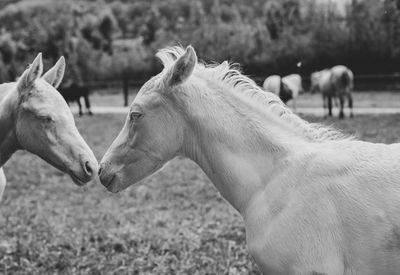 Portrait of two cremello foals or albino playing