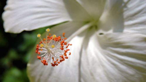 Close-up of white hibiscus blooming outdoors