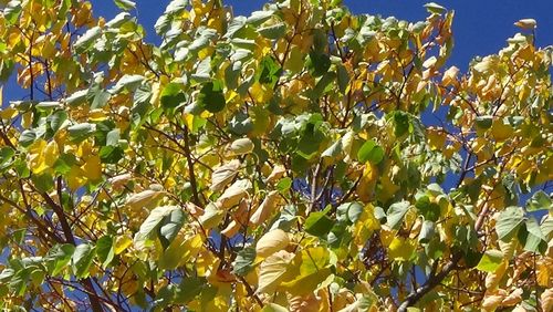 Low angle view of flowering plants against blue sky