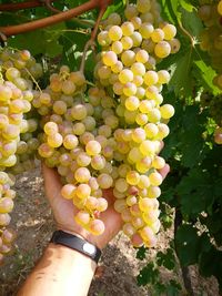 Low angle view of grapes growing on tree