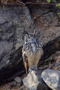 Close-up of eagle perching on rock