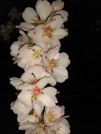 Close-up of white cherry blossom against black background