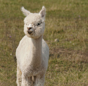 Close-up portrait of a sheep on field