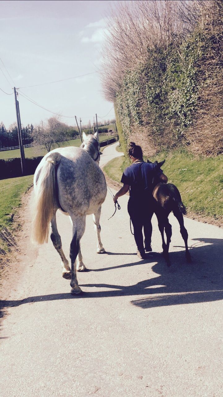 animal themes, tree, mammal, road, outdoors, domestic animals, day, nature, no people, sky