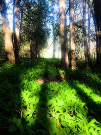 Trees and plants growing on field in forest