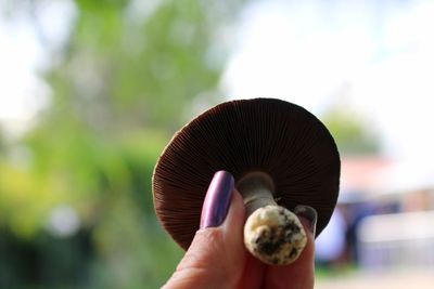 Close-up of hand holding mushroom 