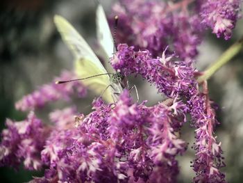 Close-up of insect on purple flower