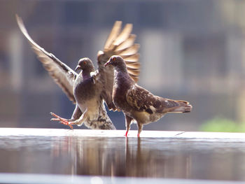 Side view of two birds landing in the water