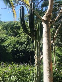 Plants against trees