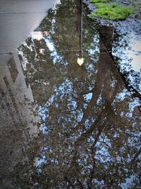 Reflection of trees in puddle on street