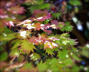 Close-up of leaves against blurred background