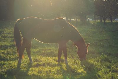 Horse grazing on field