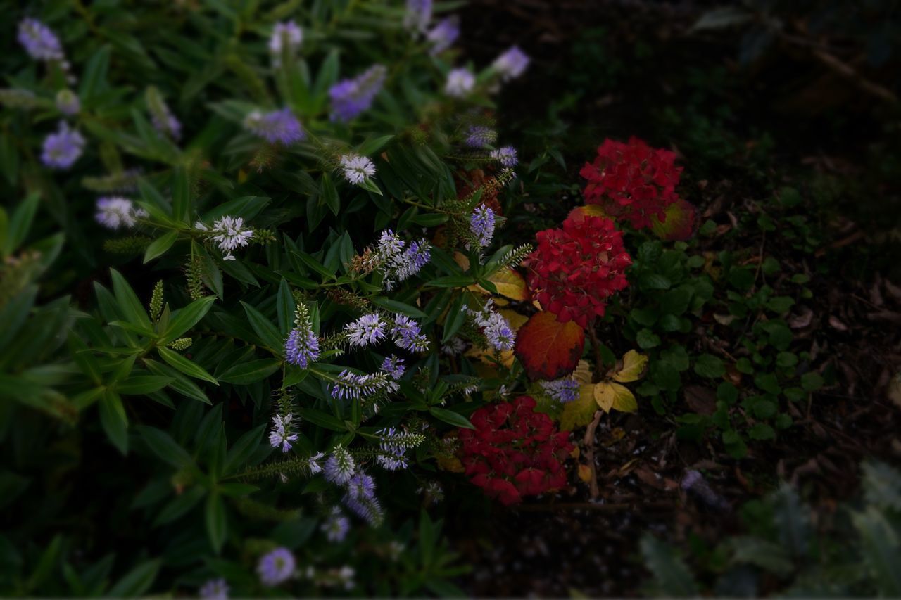 HIGH ANGLE VIEW OF PURPLE FLOWERING PLANTS ON PLANT