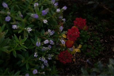 High angle view of purple flowering plants